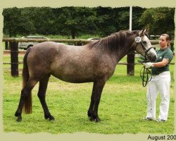 broodmare Kinzighausen Golden Minta (Connemara Pony, 2003, from Glaskopf Golden Malcolm)