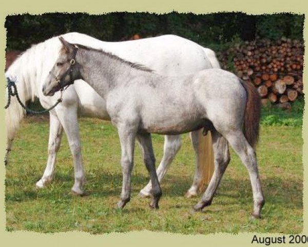 stallion Hazy Monty (Connemara Pony, 2006, from Frederiksminde Hazy Marvel 8 C)