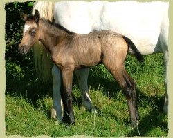 horse Kinzighausen Hazy Mercie (Connemara Pony, 2006, from Frederiksminde Hazy Marvel 8 C)