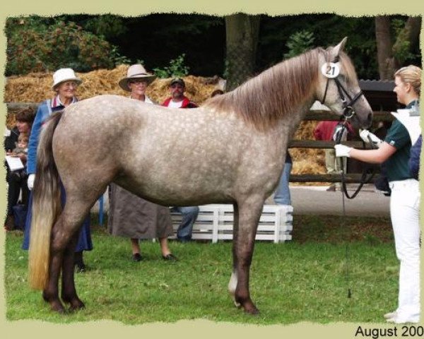 Zuchtstute Kinzighausen Golden Jamie (Connemara-Pony, 2003, von Glaskopf Golden Malcolm)