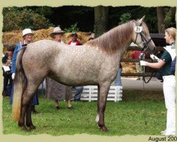 Zuchtstute Kinzighausen Golden Jamie (Connemara-Pony, 2003, von Glaskopf Golden Malcolm)