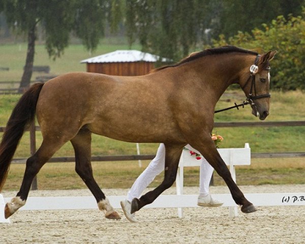 Dressurpferd Kinzighausen Golden Mezzomix (Deutsches Reitpony, 2003, von Glaskopf Golden Malcolm)