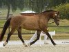 Dressurpferd Kinzighausen Golden Mezzomix (Deutsches Reitpony, 2003, von Glaskopf Golden Malcolm)