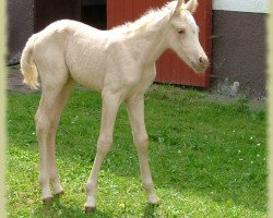 Dressurpferd Kinzighausen Golden Camille (Connemara-Pony, 2009, von Glaskopf Golden Malcolm)