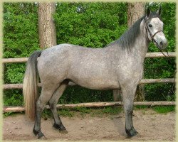 broodmare Kinzighausen Hazy Harmonie (Connemara Pony, 2005, from Frederiksminde Hazy Marvel 8 C)