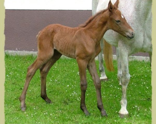 Pferd Kinzighausen Hazy Caralina (Connemara-Pony, 2006, von Frederiksminde Hazy Marvel 8 C)