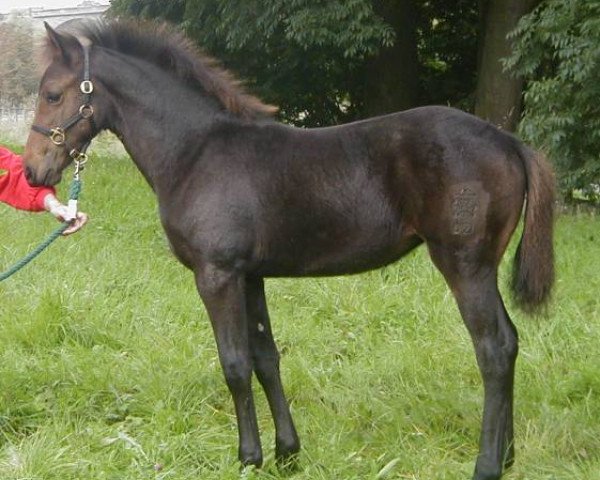 Zuchtstute Kinzighausen Golden Myra (Connemara-Pony, 2002, von Glaskopf Golden Merlin)