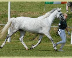 broodmare Kinzighausen Hazy Memory (Connemara Pony, 2002, from Frederiksminde Hazy Marvel 8 C)