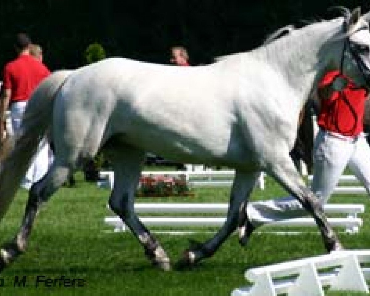 Zuchtstute Kinzighausen Hazy Cecily (Connemara-Pony, 2002, von Frederiksminde Hazy Marvel 8 C)
