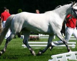 broodmare Kinzighausen Hazy Cecily (Connemara Pony, 2002, from Frederiksminde Hazy Marvel 8 C)