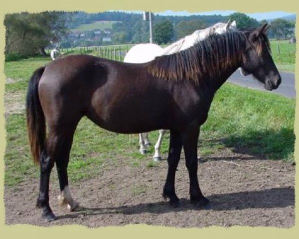 horse Kinzighausen Ronja (unknown, 2001, from Woodbrook Cognac)