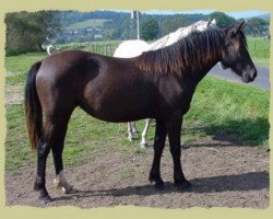 horse Kinzighausen Ronja (unknown, 2001, from Woodbrook Cognac)