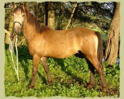 horse Kinzighausen Golden Magic (Connemara Pony, 2001, from Glaskopf Golden Merlin)