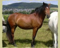 Pferd Kinzighausen Golden Lindsay (Connemara-Pony, 2000, von Glaskopf Golden Merlin)