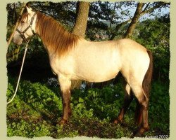 horse Kinzighausen Golden Marvin (Connemara Pony, 2000, from Glaskopf Golden Merlin)