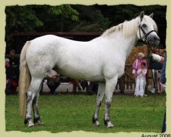 Zuchtstute Kinzighausen Golden Celine (Connemara-Pony, 2000, von Glaskopf Golden Merlin)