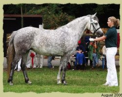 broodmare Kinzighausen Golden Melody (Connemara Pony, 2000, from Glaskopf Golden Merlin)