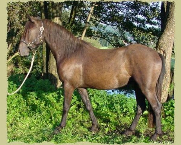 Pferd Kinzighausen Golden Maverick (Connemara-Pony, 2000, von Glaskopf Golden Merlin)