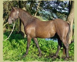 horse Kinzighausen Golden Maverick (Connemara Pony, 2000, from Glaskopf Golden Merlin)