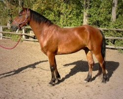 horse Kinzighausen Barkley (Connemara Pony, 1998, from Ben Gawher)