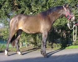 Pferd Kinzighausen Laila (Connemara-Pony, 1999, von Thunder Storm)