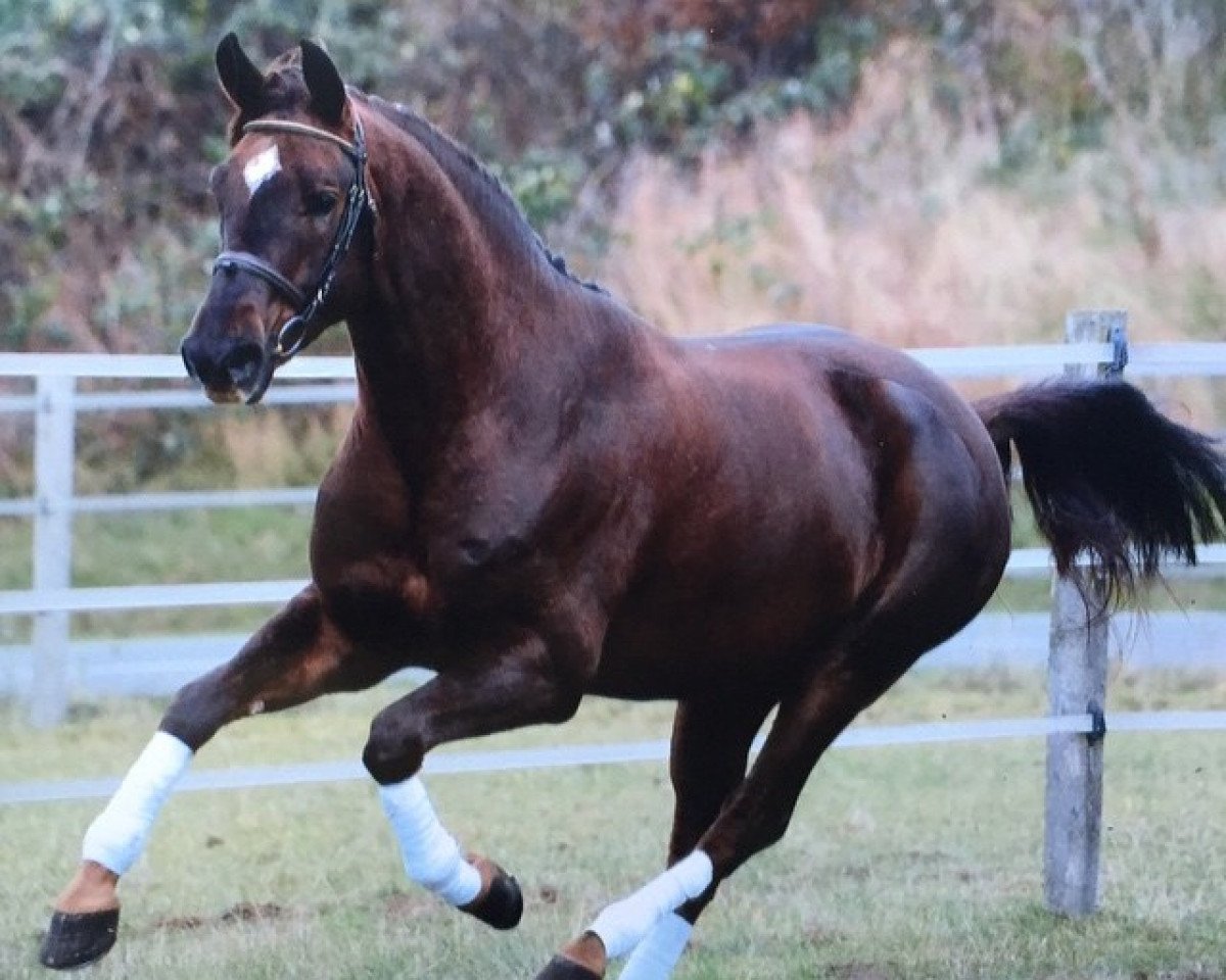 dressage horse For Joy 33 (Westphalian, 2008, from Fürst Piccolo)