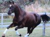 dressage horse For Joy 33 (Westphalian, 2008, from Fürst Piccolo)