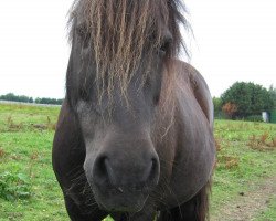 broodmare Yolanda van Bitterschoten (Shetland Pony, 1985, from Maistro van Dorpzicht)