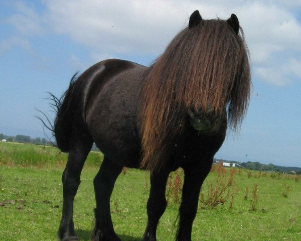 stallion Donau v.d. Koerberg (Shetland Pony, 1989, from Light van de Vuurbaak)