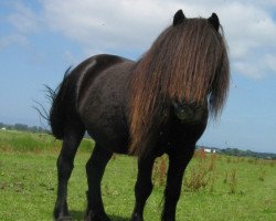 Deckhengst Donau v.d. Koerberg (Shetland Pony, 1989, von Light van de Vuurbaak)