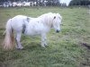 broodmare Bright Star van de Zandkamp (Shetland Pony, 1987, from Nick v.d. Ruif)