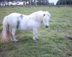 Zuchtstute Bright Star van de Zandkamp (Shetland Pony, 1987, von Nick v.d. Ruif)