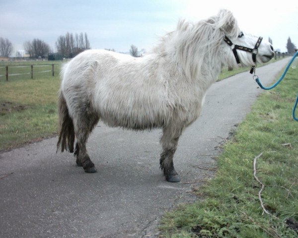 horse Ginie v.d. Beekhoeve (Shetland Pony, 1992, from Weststar van Stal de Hoeve)