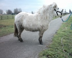 Pferd Ginie v.d. Beekhoeve (Shetland Pony, 1992, von Weststar van Stal de Hoeve)