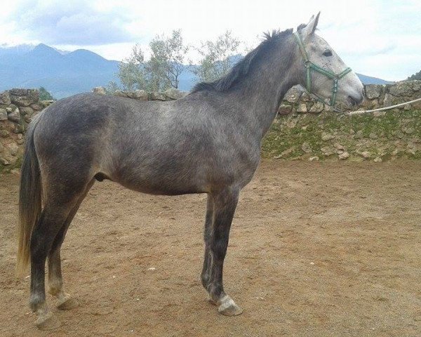 Pferd TIZON (Andalusier, 2012)