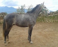 horse Tizon (Andalusier, 2012)