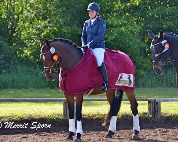 dressage horse Delgaro (Hanoverian, 2003, from Dacaprio)