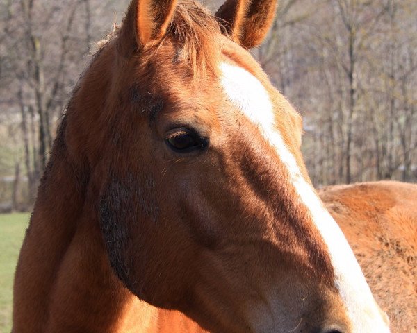 Zuchtstute Abrek's Alexis (Österreichisches Warmblut, 2005, von Abrek-17)