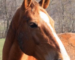 Zuchtstute Abrek's Alexis (Österreichisches Warmblut, 2005, von Abrek-17)