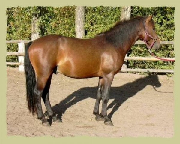 horse Kinzighausen Golden Murphy (Connemara Pony, 2001, from Glaskopf Golden Merlin)