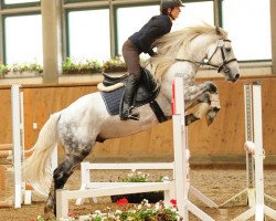 stallion Kinzighausen Hazy Majesto (Connemara Pony, 2009, from Frederiksminde Hazy Marvel 8 C)