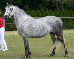 broodmare Kinzighausen Golden Glory (Connemara Pony, 2006, from Glaskopf Golden Malcolm)