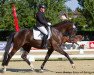 dressage horse Snoopy B (Oldenburg, 2008, from San Amour I)