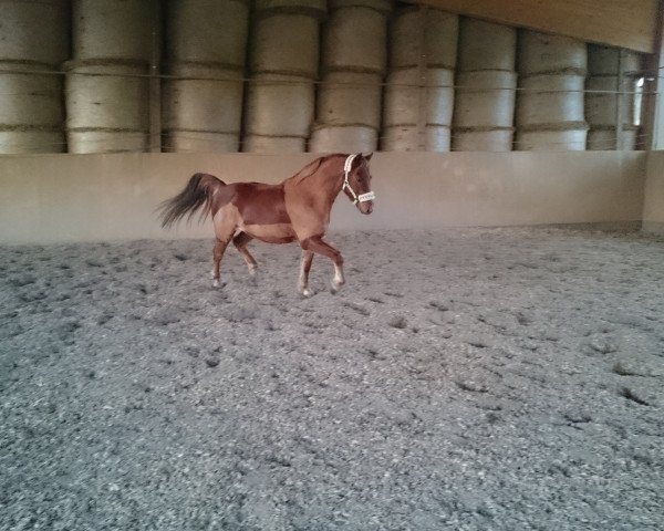 horse Valesco (German Riding Pony, 2010, from Valdez HS)