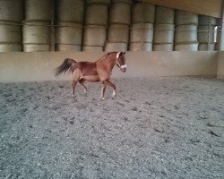 Pferd Valesco (Deutsches Reitpony, 2010, von Valdez HS)