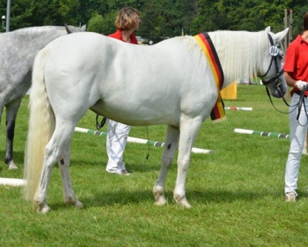 Pferd Kinzighausen Hazy Jane (Connemara-Pony, 2005, von Frederiksminde Hazy Marvel 8 C)