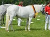 horse Kinzighausen Hazy Jane (Connemara Pony, 2005, from Frederiksminde Hazy Marvel 8 C)