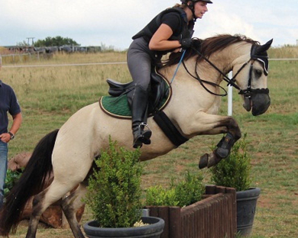 Dressurpferd Kinzighausen Golden Marius (Connemara-Pony, 2005, von Glaskopf Golden Malcolm)