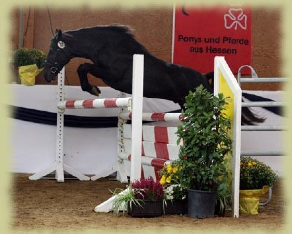 dressage horse Kinzighausen Golden Marino (Connemara Pony, 2006, from Glaskopf Golden Malcolm)