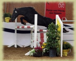 dressage horse Kinzighausen Golden Marino (Connemara Pony, 2006, from Glaskopf Golden Malcolm)